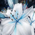 Blue Heart Lily - image 1