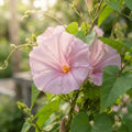 Ipomoea Tutu Flower Seeds for Planting image 1