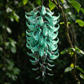 Jade Vine Flower Seeds for Planting image 1