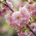 Japanese Flowering Cherry (Prunus serrulata) Tree - image 1