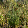 Juncus rigidus Seeds for Planting image 1