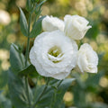 Lisianthus Echo White Flower Seeds for Planting image 1