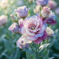 Lisianthus (Eustoma) Seeds for Planting image 1