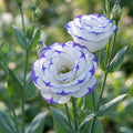 Lisianthus Rosita 2 Blue Picotee Flower Seeds for Planting image 1