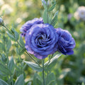 Lisianthus Rosita 2 Sapphire Seeds for Planting image 1