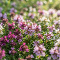 Magic Creeping Thyme - image 1