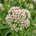 Valerian Valeriana Officinalis Garden Seeds