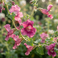 Maurandya erubescens Magic Dragon Flower Seeds for Planting image 1