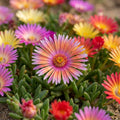 Mesembryanthemum Magic Carpet Flower Seeds for Planting image 1