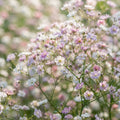 Mixed Baby's Breath Flower Seeds for Planting image 1
