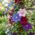 Mixed Blue, Pink, Red and Purple Clematis Seeds for Planting image 1