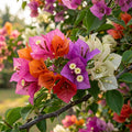 Mixed Color Bougainvillea Flower Seeds for Planting image 1