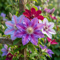 Mixed Color Clematis Flower Seeds for Planting image 1