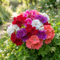 Mixed Color Climbing Geranium Flower Seeds for Planting image 1