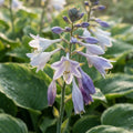 Mixed Hosta Lily - image 1