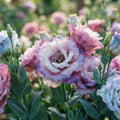 Mixed Lisianthus Flower Seeds for Planting image 1