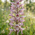 Mixed Monkey Orchid - image 1