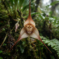 Monkey Face Orchid (Dracula simia) - image 1