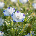 Nemophila Five Spot Wildflower - image 1