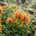 Orange Creeping Thyme - image 1