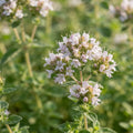 Oregano - image 1