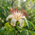 Pachira (Money Tree) - image 1