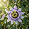 Passiflora incarnata (Maypop) Seeds for Planting image 1