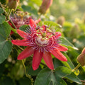 Passiflora Rosso Granadilla Flower Seeds for Planting image 1