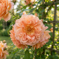 Peach Climbing Rose Flower Seeds for Planting image 1