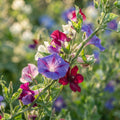 Perennial Vine Seeds for Planting image 1