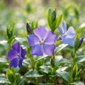 Periwinkle - image 1