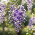 Petrea volubilis (Queen's Wreath) Seeds for Planting image 1