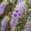 Petrea volubilis Seeds for Planting image 1