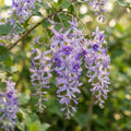 Petrea volubilis Seeds for Planting image 1