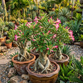 Pink and White Adenium obesum (Desert Rose) Flower Seeds for Planting image 1