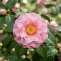 Pink Camellia - image 1