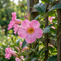 Pink Mandevilla Vine Flower Seeds for Planting image 1