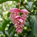Pink Medinilla magnifica - image 1