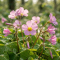 Pink Wood Sorrel - image 1