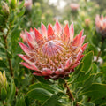 Protea - image 1
