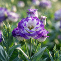 Purple and White Lisianthus Flower Seeds for Planting image 1