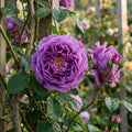 Purple Climbing Rose Seeds for Planting image 1