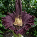 Purple Corpse Titan Arum - image 1