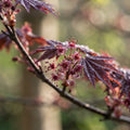 Purple Maple Tree - image 1
