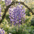 Purple Wisteria Seeds for Planting image 1