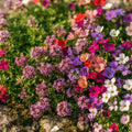 Rainbow Creeping Thyme and Mixed Rock Cress - image 1