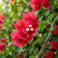 Red Bougainvillea Flower Seeds for Planting image 1