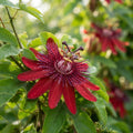 Red Passion Flower Seeds for Planting image 1