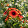 Red Thunbergia alata Flower Seeds for Planting image 1