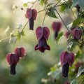 Rhodochiton atrosanguineus Purple Bells Flower Seeds for Planting image 1